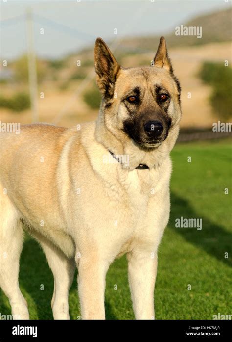 beige german shepherd